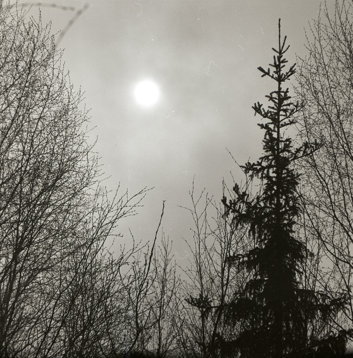 Solen lyser bakom moln över träd och gran den 1 maj 1959.