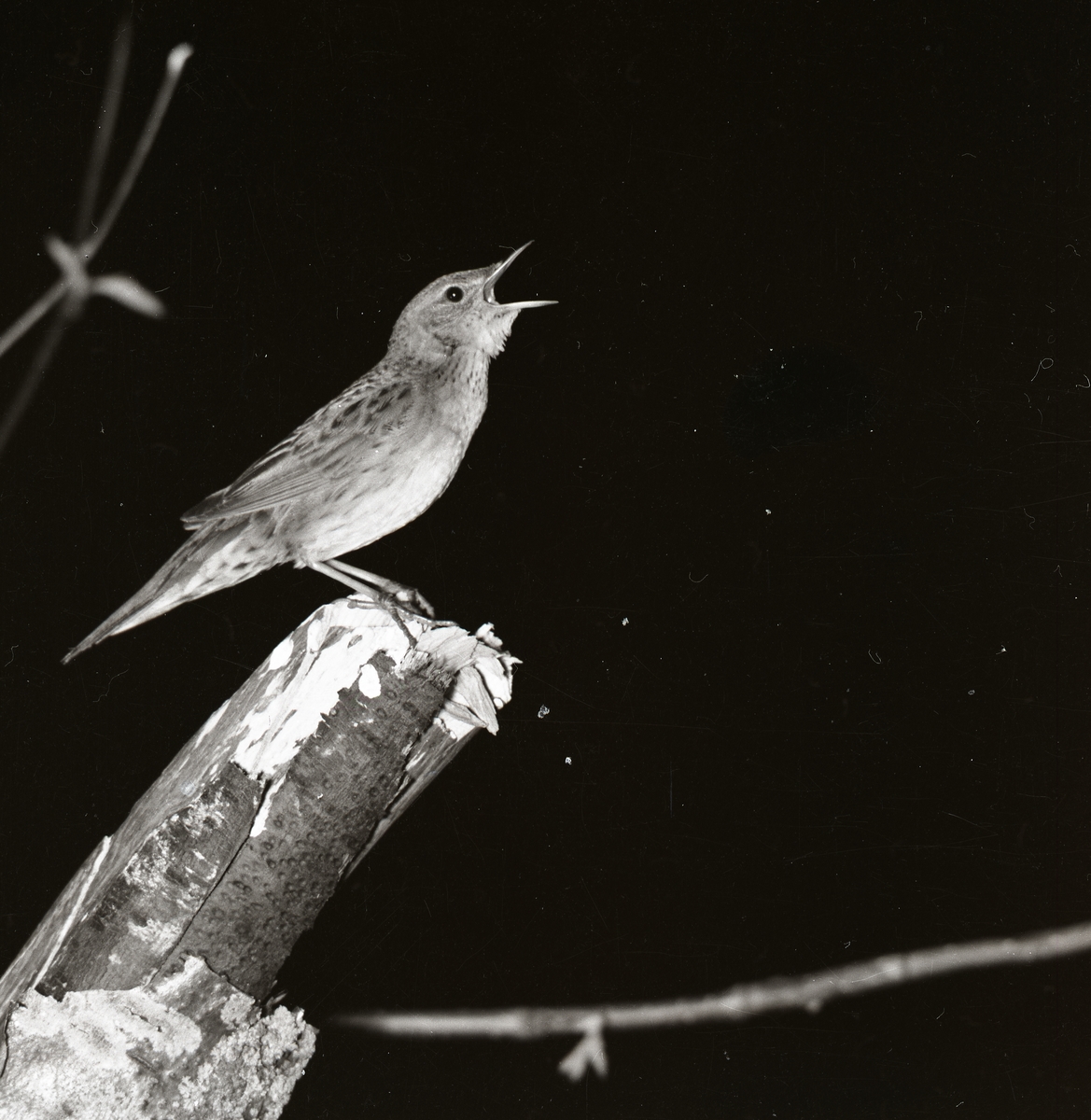 En gräshoppsångare sitter på en trädstubbe i Flästa den 22 juni 1955.