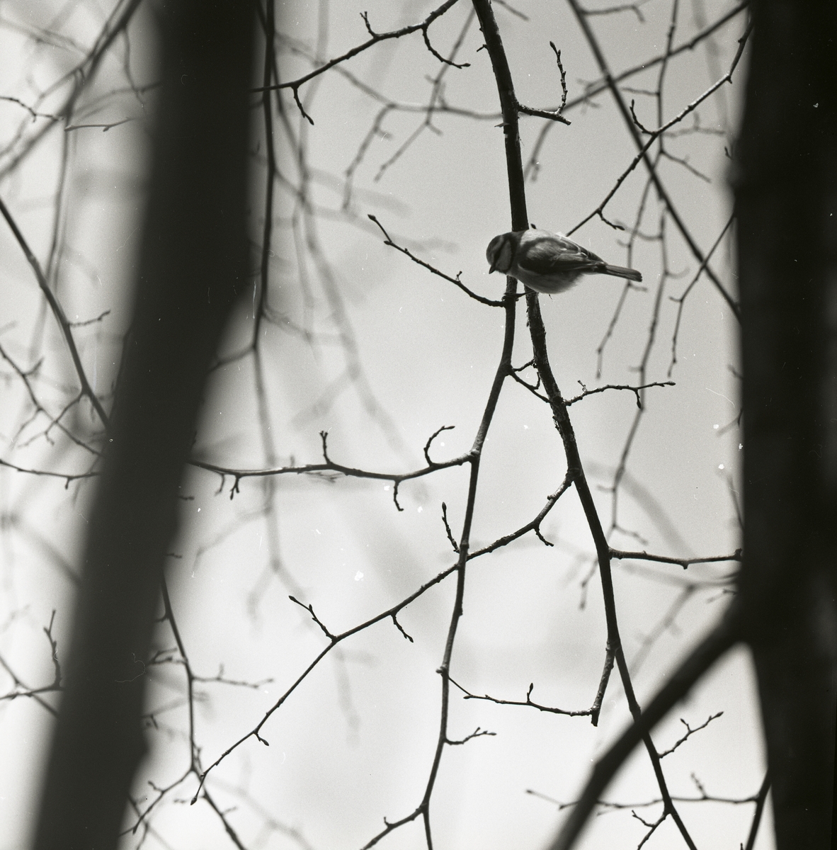 En blåmes sitter på en trädgren under våren 1968.