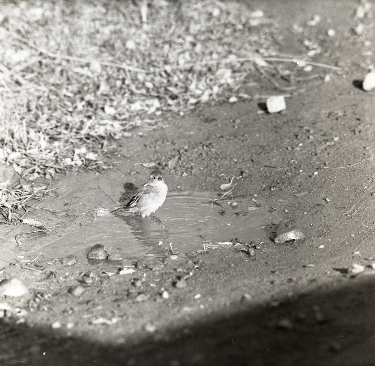 En gråsparv badar i en vattenpöl i Färila den 21 september 1958.