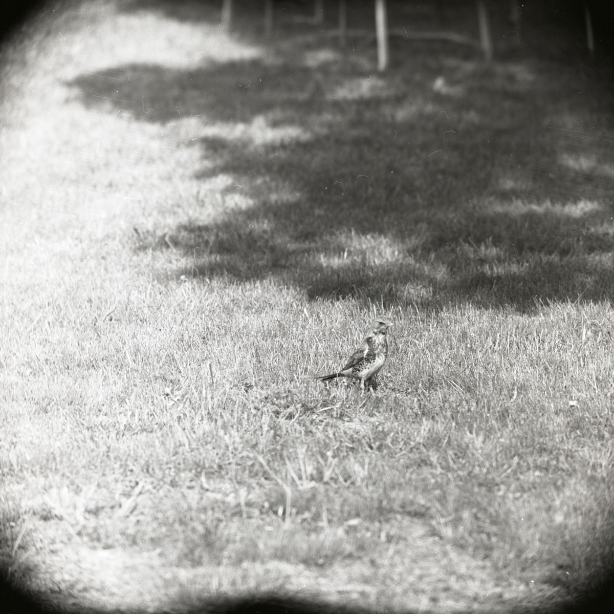 En björktrast letar efter mask på gräsmattan, 1960.