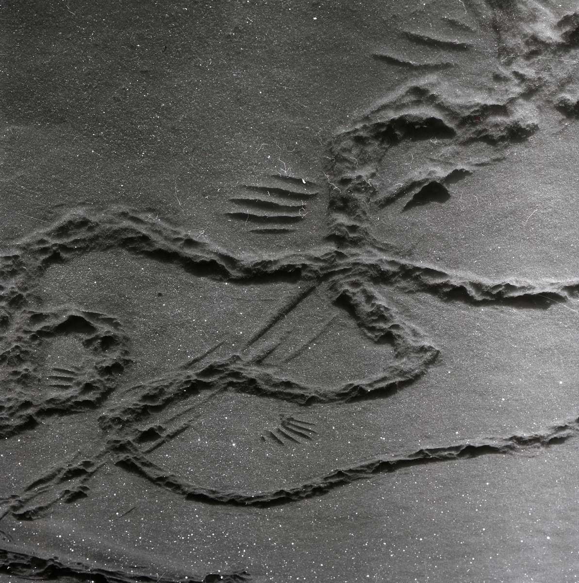 Djurspår i snön, 27 mars 1955.