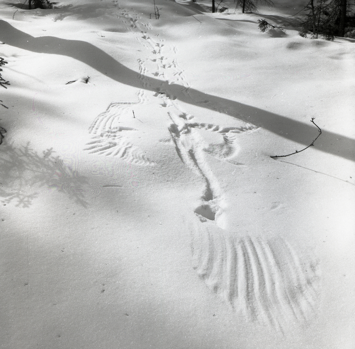 Tjäderspår i snön, 27 mars 1955.