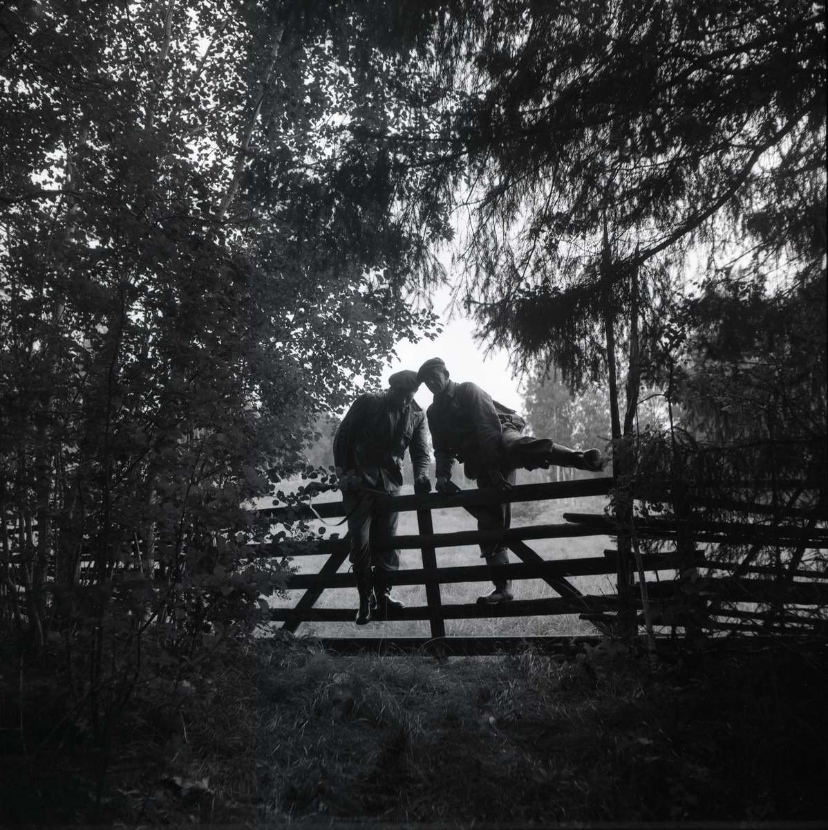 Två män klättrar över en grind i en skogsglänta, 25 augusti 1956.