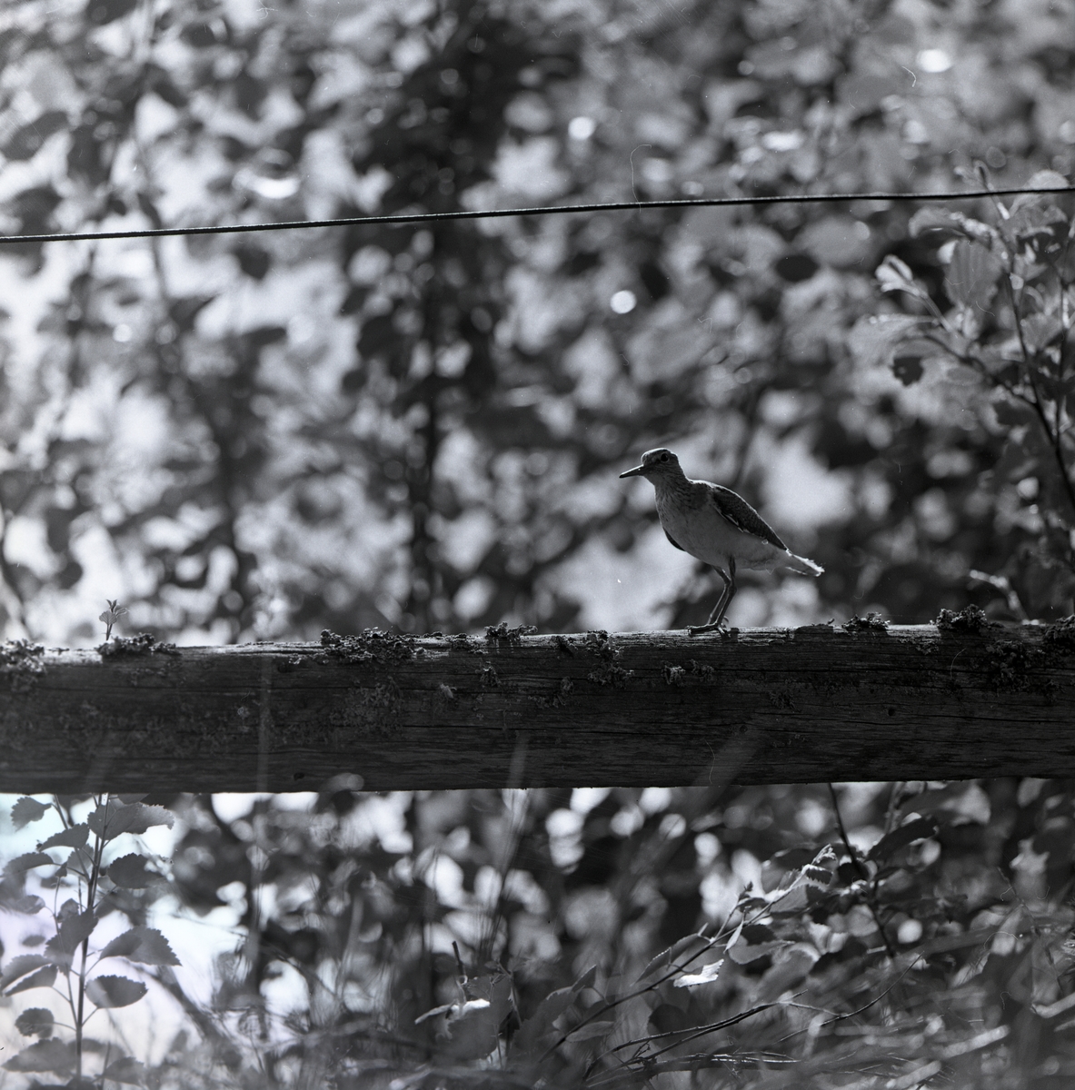 En drillsnäppa står på en träbjälke, maj 1961.