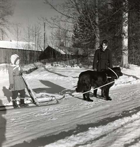 Ett barn dras av en förspänd hund på en spark. Vid hunden står en vuxen person, 1952.