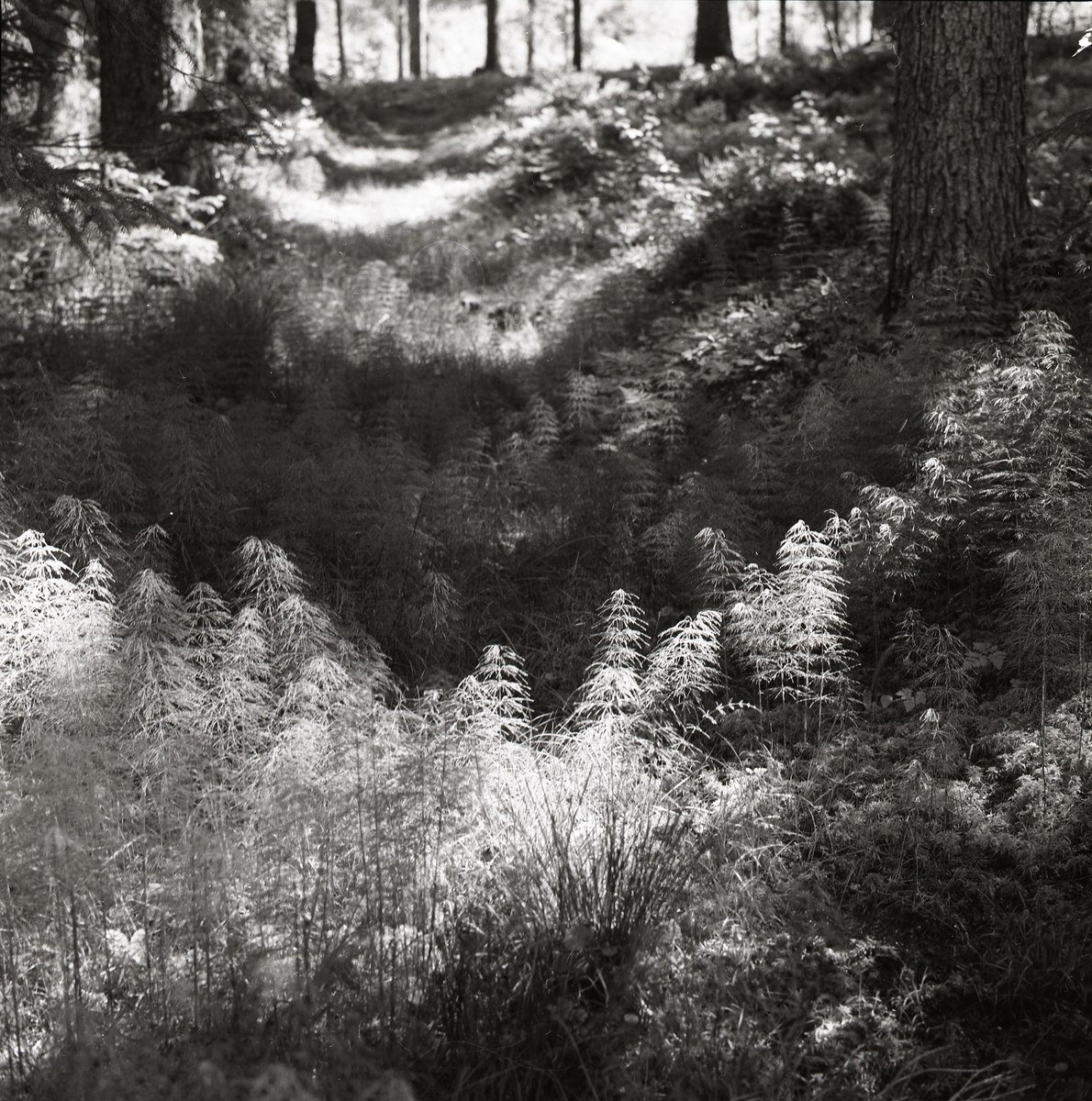 Skogsfräken i en solig glänta. Mobergen midsommardagen 23 juni 1956.