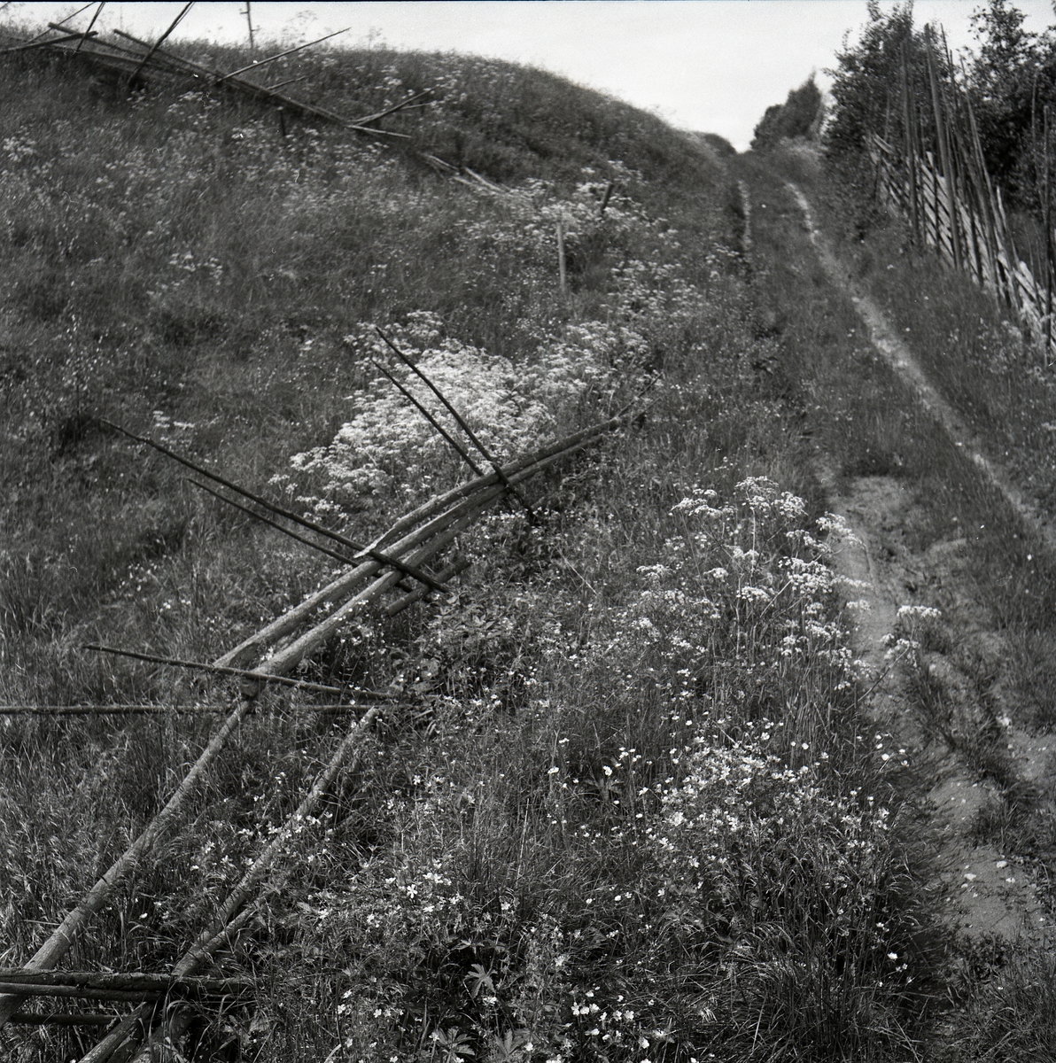 En traktorväg går mellan två gärdesgårdar varav den ena fallit till marken. Midsommarblomsterna blommar runt om den 27 juni 1954.