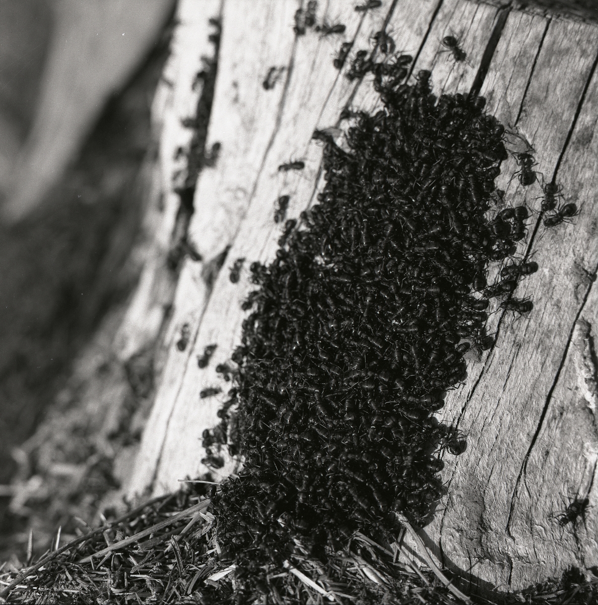 Myror på en stubbe, 10 maj 1960.