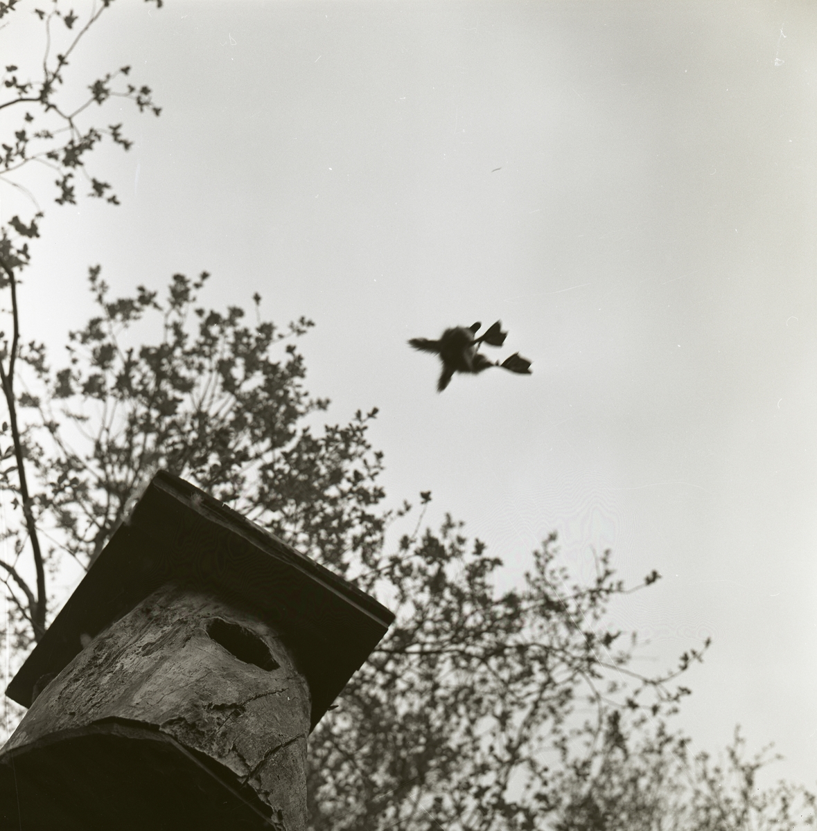 Från ett grodperspektiv är en knipunge fångad när den hoppar ut från en fågelholk, maj 1961.
