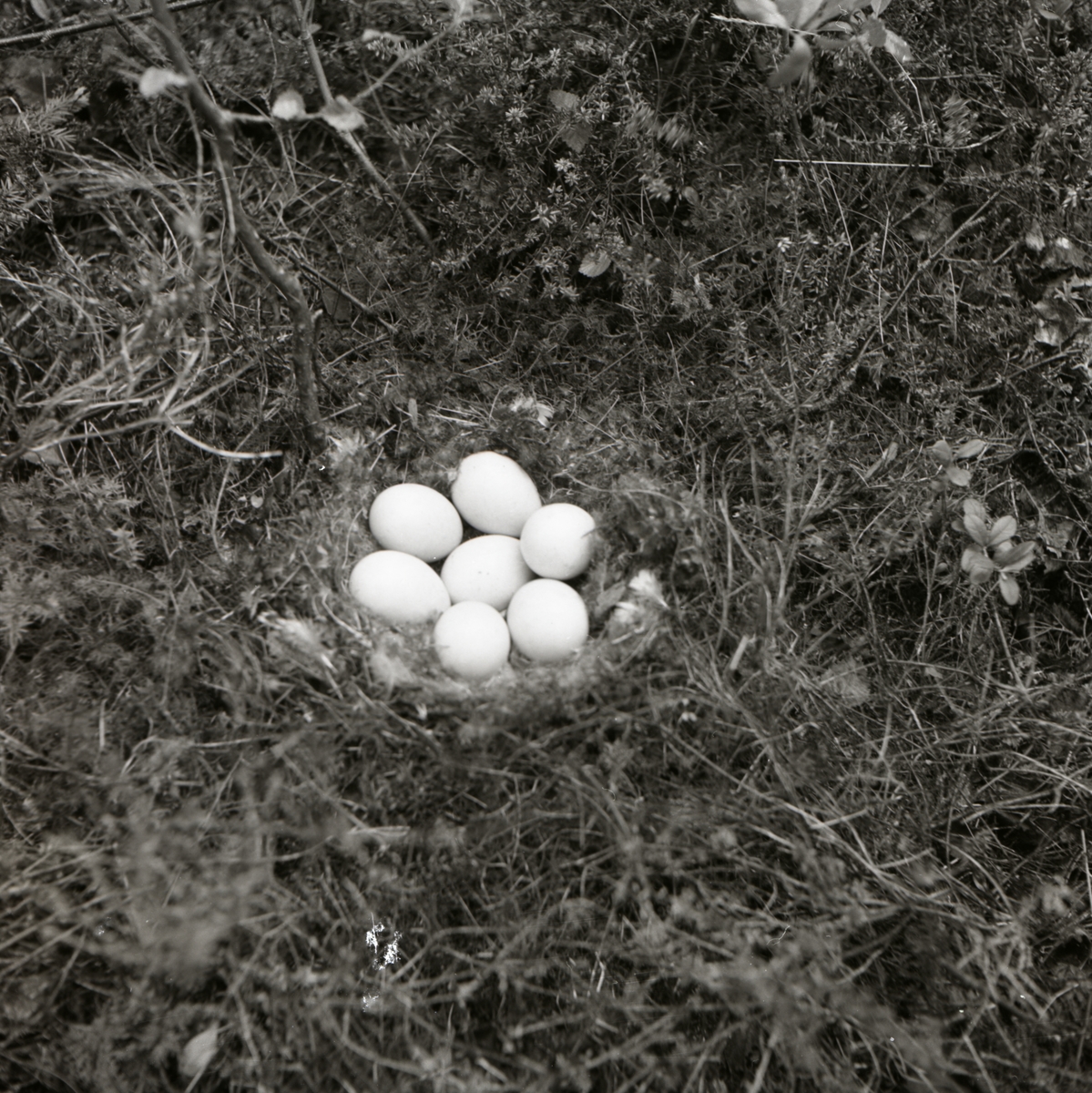 På marken har en fågel byggt ett bo och lagt ägg, troligen bergandsägg.