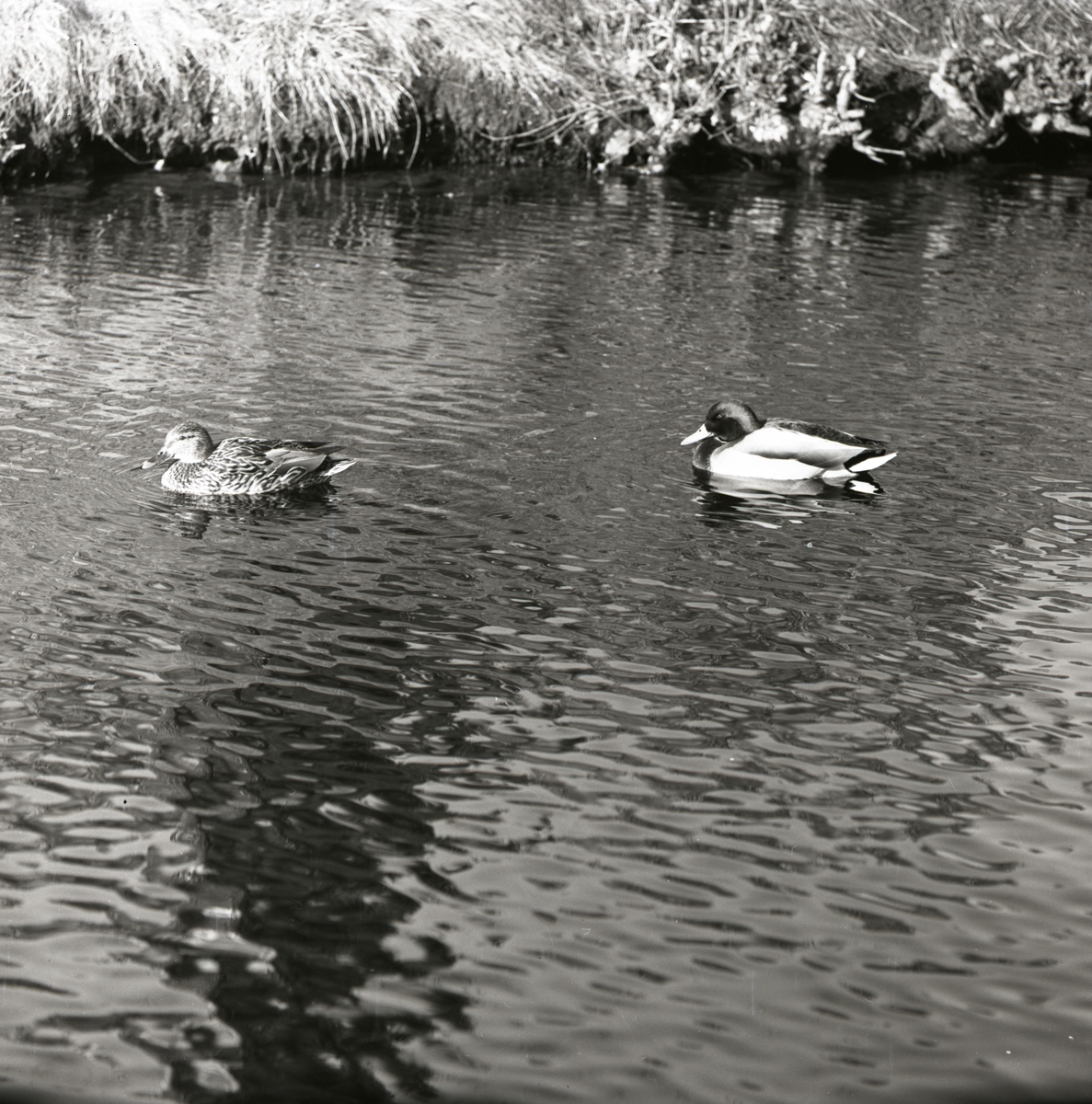 Ett andpar simmar i ett vattendrag vid Hultsfred, mars 1961.