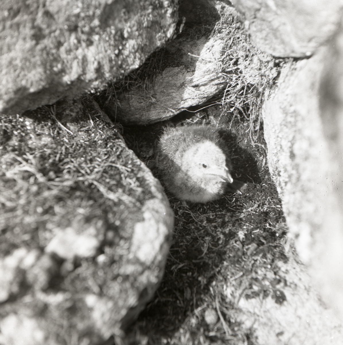 En tordmuleunge gömmer sig mellan några stenar på Granön, augusti 1953.