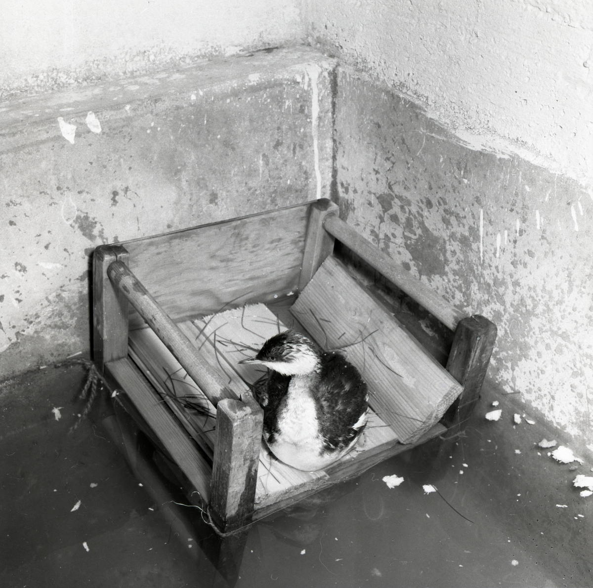 En skadad svarthakedopping har blivit omhändertagen och ligger i en trälåda vid Midnäs, november 1953.