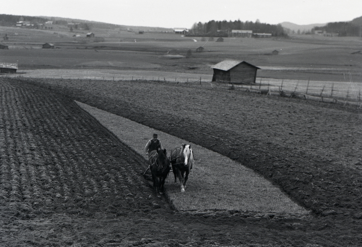 En man plöjer en åker med en plog dragen av två hästar, hösten 1951. I bakgrunden syns fler åkrar och några lador.