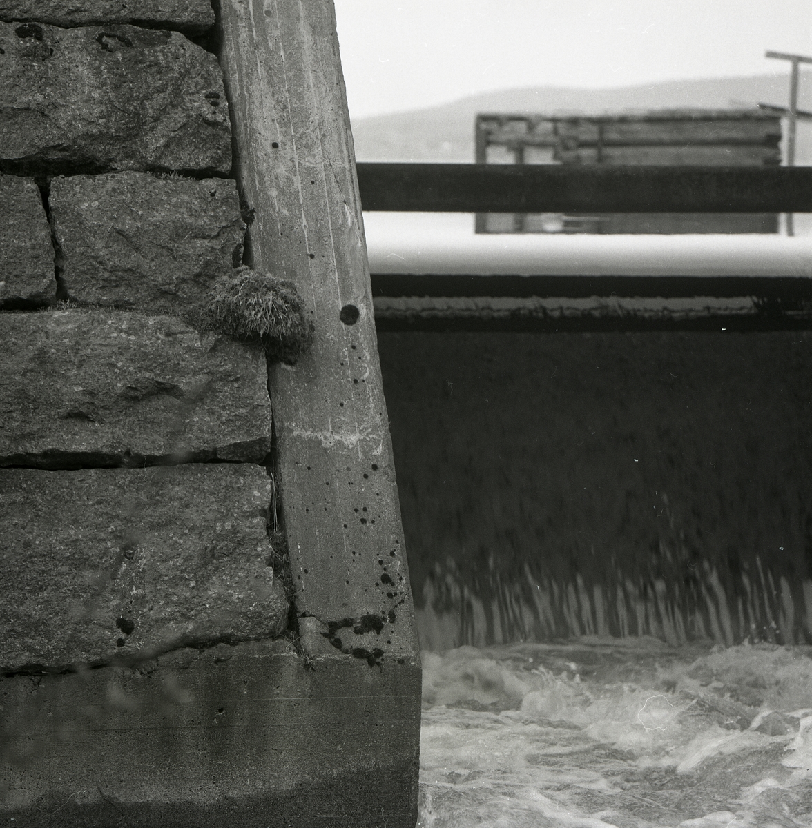 Ett fågelbo, byggt av strömstare, på en stenvägg intill en vattendamm.