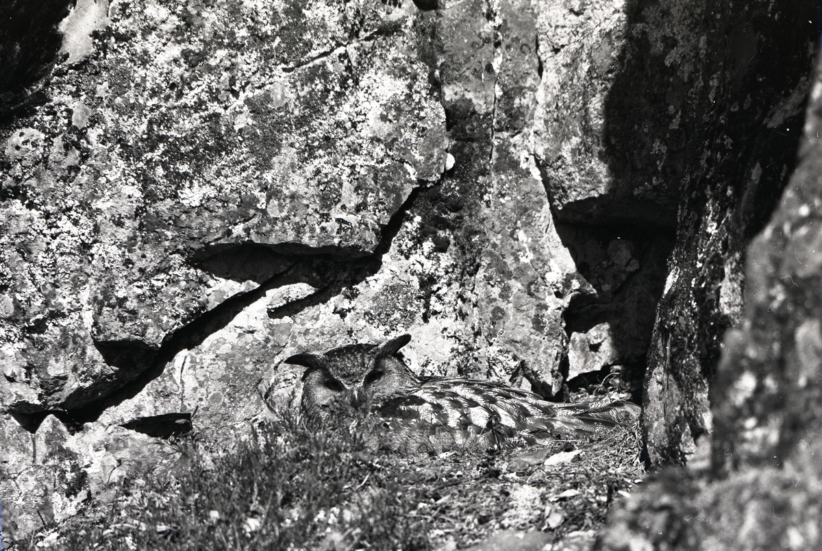 En berguv ligger mot en sten med larvar och mossa, mars 1973.