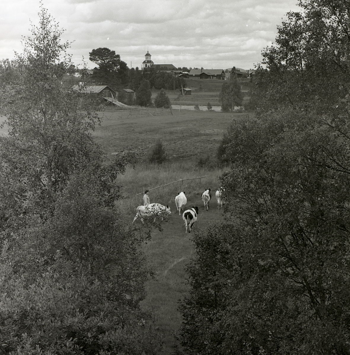 En kvinna vallar fem kor genom ett sommarlandskap, 1961. I bakgrunden syns ett kyrktorn.