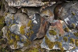 Lavbevokste steiner fra murverket i Nysæterdammen eller Tver