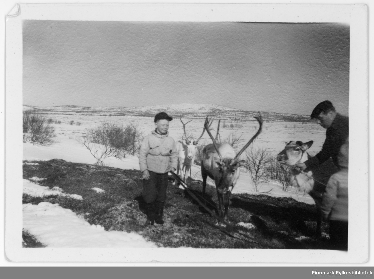 Are Ingvald Hallonen og hans søskenbarn Henry Hallonen, og tre reinsdyr. Bildet er tatt på 1950-tallet i Neiden.