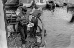 Fiskekonkurranse på Drøbak brygge i båthavna. 3 gutter med f
