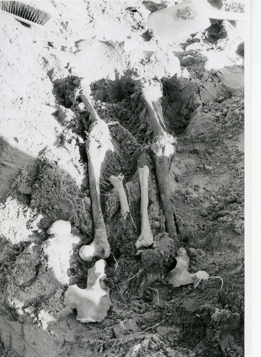 Strömsholm, Kolbäck sn.
Delar av skelett, funnet vid ledningsgrävning.