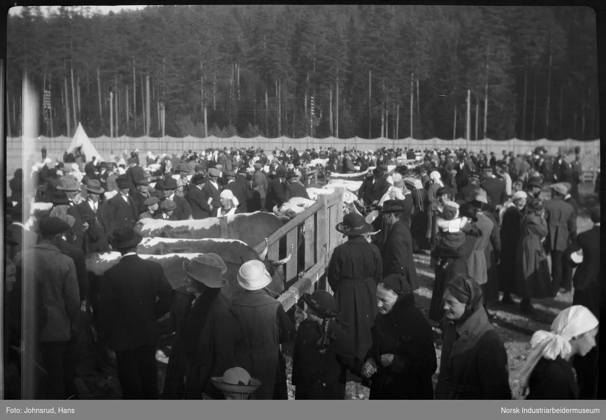 Fylkesutstillingen 1922. Folkemengde ser på storfe på utstilling.