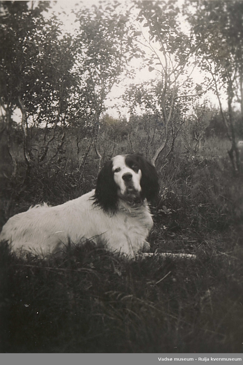 Hunden Ajax fotografert i 1933.Eier Karl Esbensen.