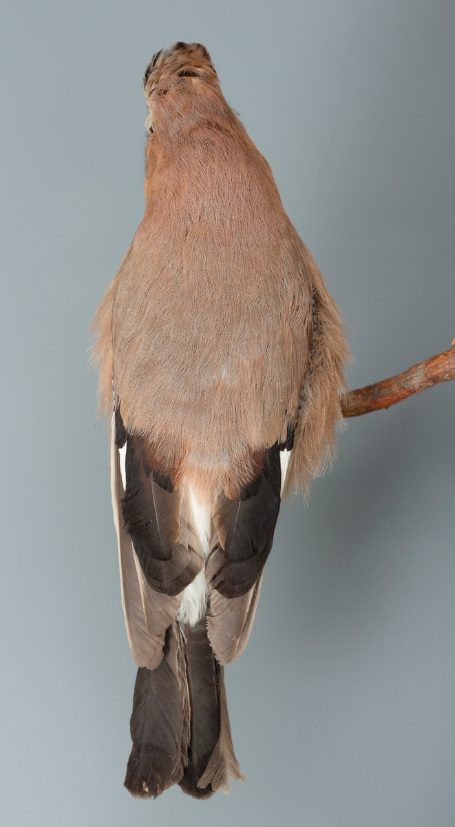 Orden: Spurvefugler.  Kråkefamilien. 
Nøtteskrika er utstoppet i sittende stilling med hodet vendt mot venstre. 
