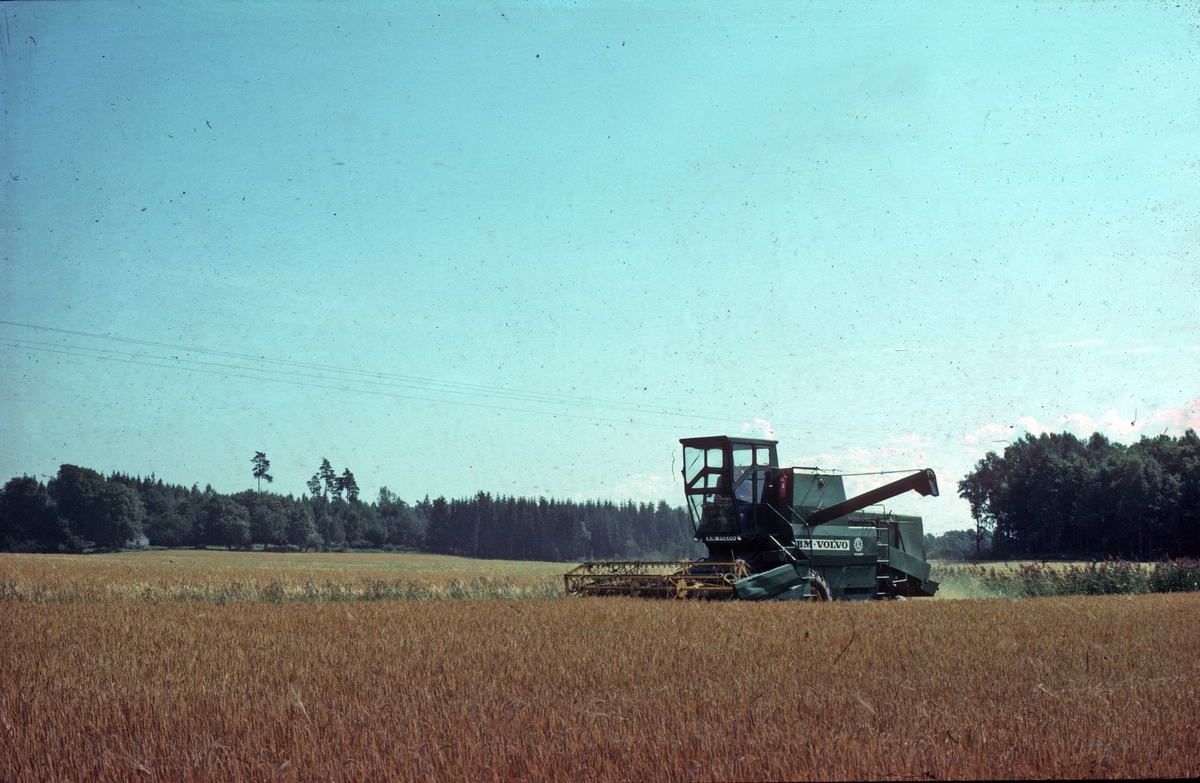 Spannmålsskörd med skördetröska, Hacksta gård, Enköpings-Näs socken, Uppland 1981 - 1982
