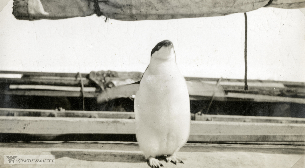 "Pingvin på dekk i Weddelhavet". Ellsworth-ekspedisjonen 1933-1935. Fra Magnus Johannessens fotoalbum. Magnus Johannessen fra Ålesund var med i mannskapet ombord i ekspedisjonsskipet Wyatt Earp (eks-Fanefjord) på de to første ekspedisjonsturene til Antarktis.