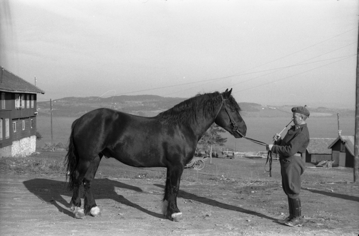 Løytnant Ottar Markeng mønstrer hest ved Hærens Hesteskole på Starum. Fem bilder.