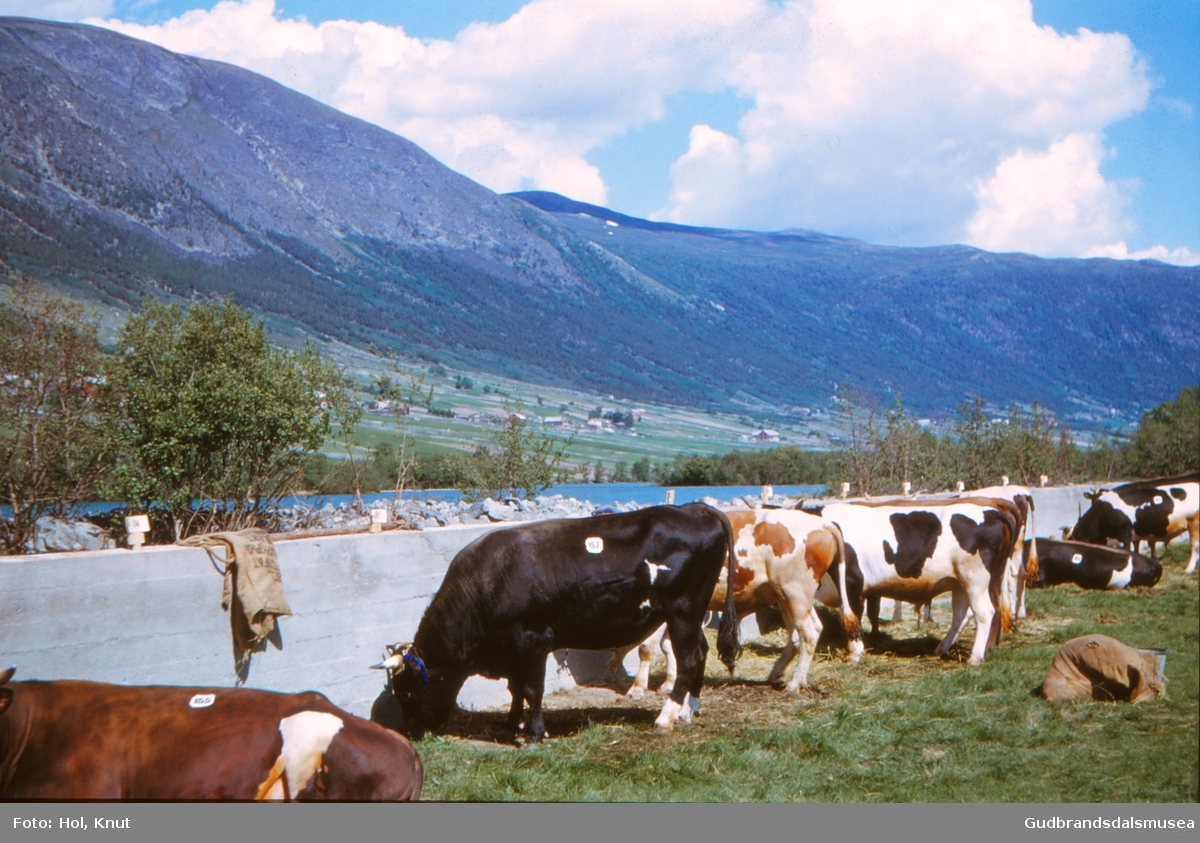 Kyr på eit fesjå på Ånstadøya