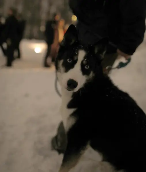 En fin liten hund er med og ser på utstillingen om Seppala