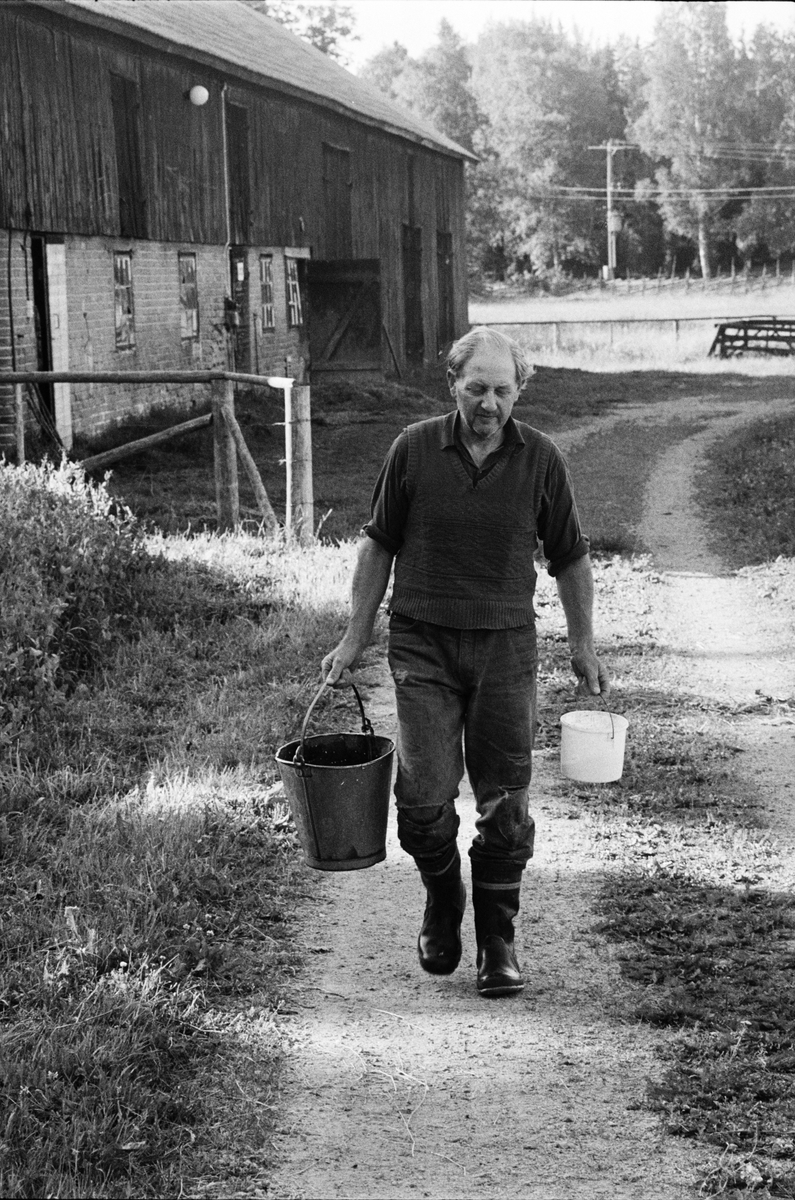 Lantbrukare Birger Mattsson bär hinkar, Lönnholmen, Gräsö, Uppland 1994 - 1995