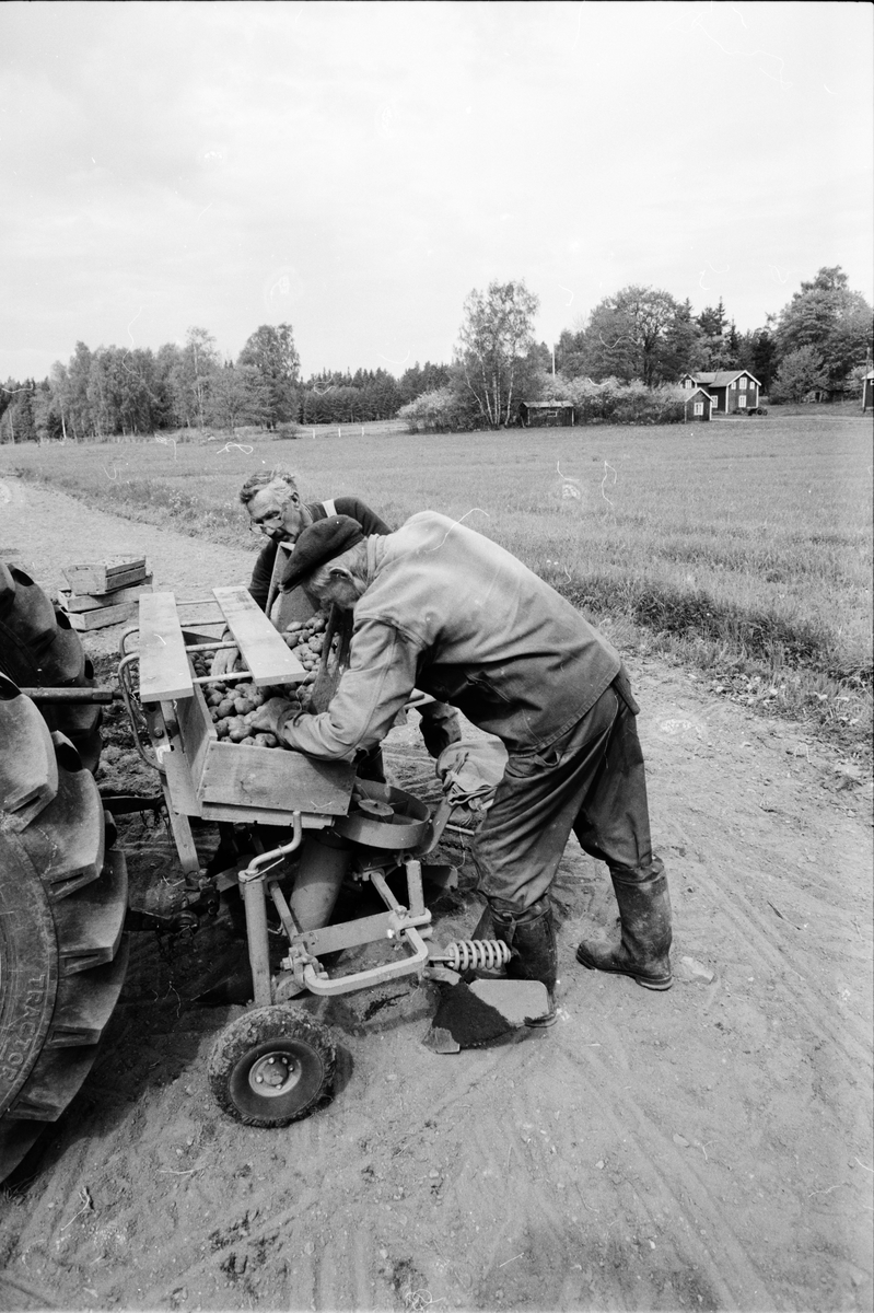 Lantbrukare Arvid och okänd man sätter potatis, Lönnholmen, Gräsö, Uppland 1995