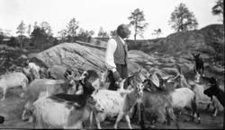 Rasmus Fosstuen (f. 1842) med geiter på Billingen ca. 1925