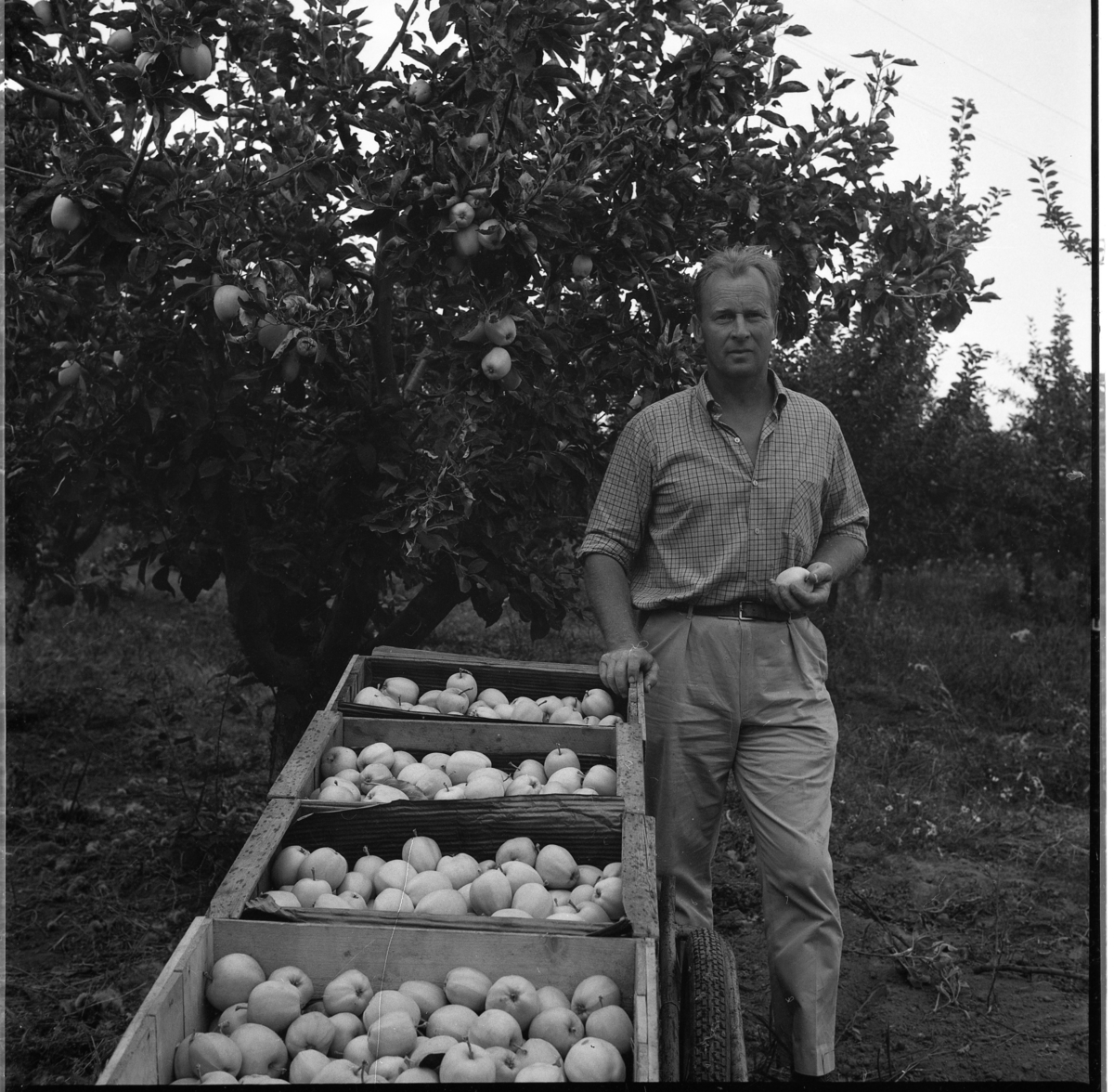 Fruktodlare Lennart Olsson, Gränna-Frukt, står bland fruktlådor med äpplen vid ett äppelträd.