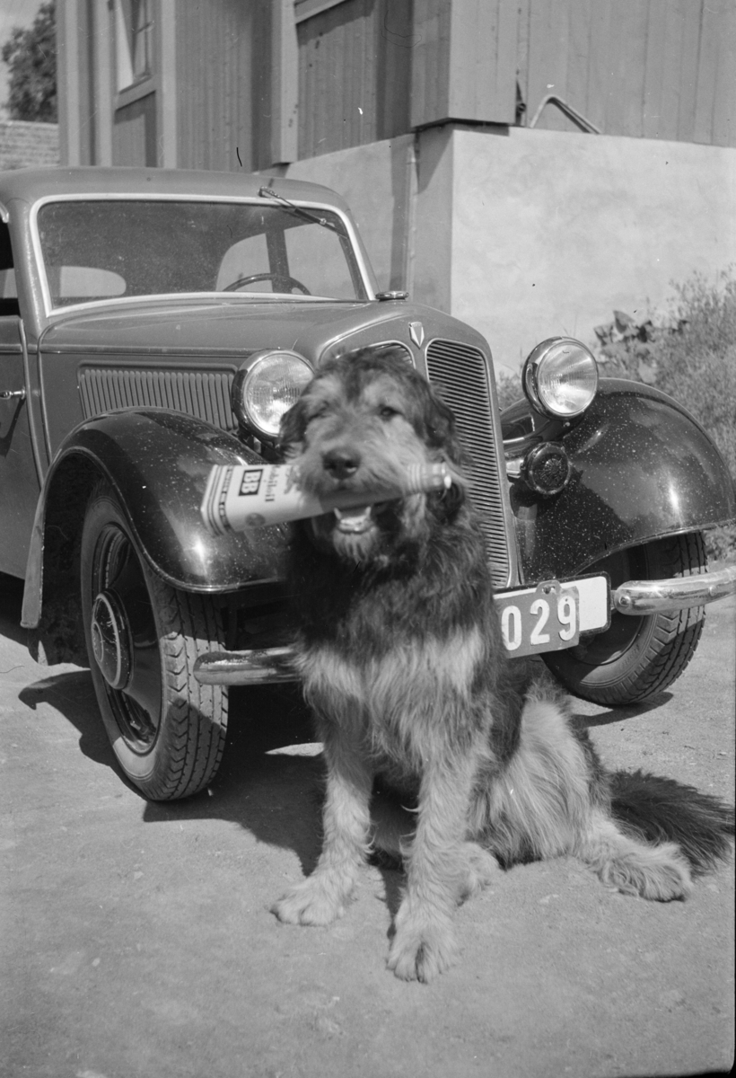 Hund med avis fremfor DKW-personbil