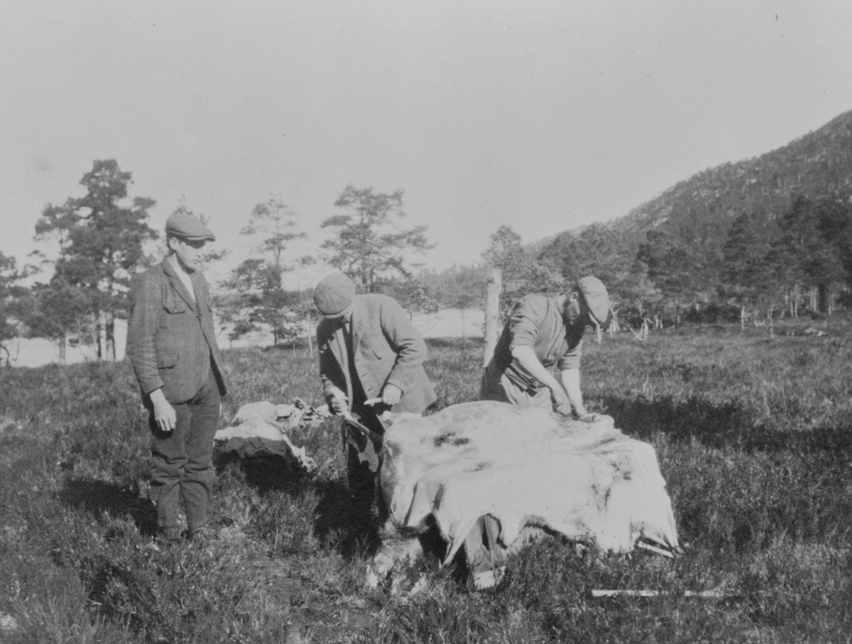 3 menn bearbeider skinnet etter flåing av hjort.