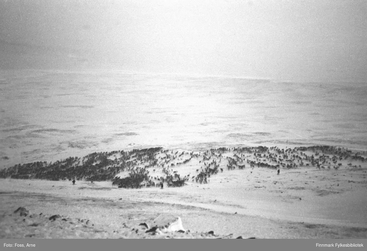 Per Ola Olses (usikker om etternavnet er riktig) reinflokk (ca. 4000 dyr) på østsiden av Tanadalen, nord for Seida, i november-desember 1946.