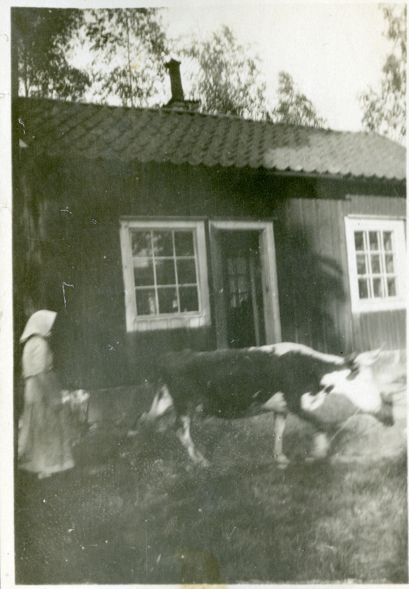 Himmeta sn, Tveta.
"Farmor och kon". Äldre kvinna vallar ko framför verkstaden.