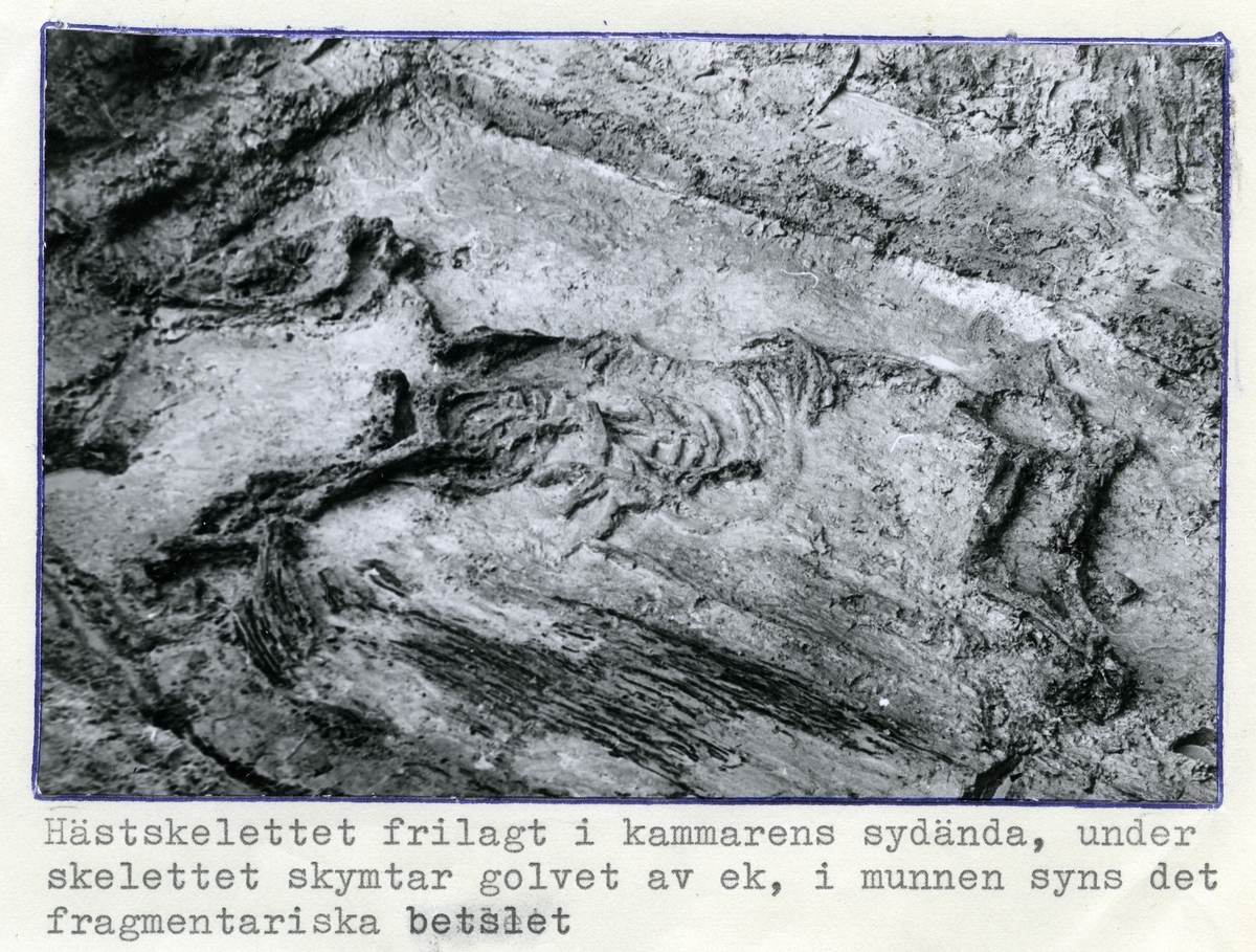 Köping sn, Norsa.
Norsa RAÄ 131, grav 1. Hästskelettet frilagt i gravens sydände. Under skelettet skymtar golvet av ek. I munnen syns det fragmentariska betslet. 1964.