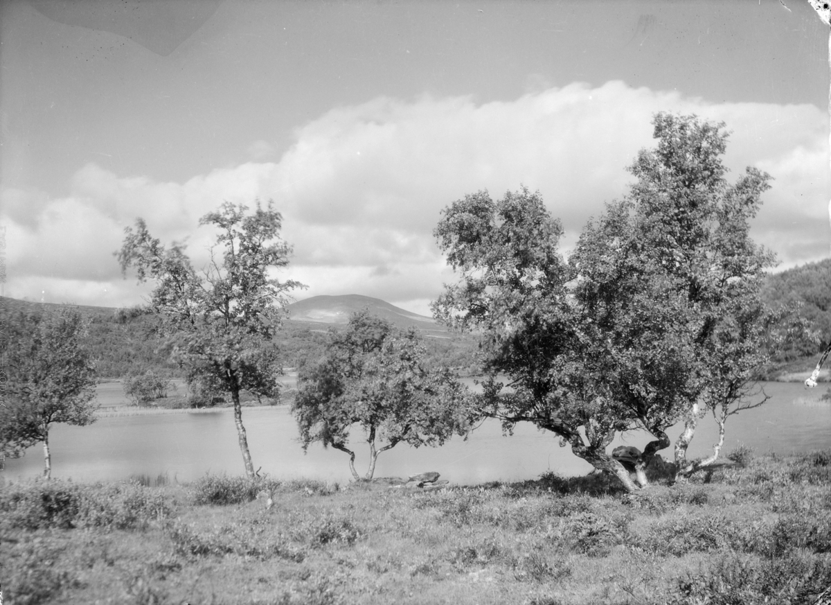 Dovrefjell, ved Kvitdalsvatnet med fjellbjørk