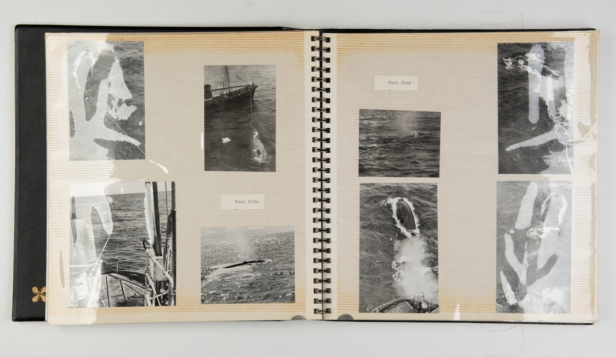 Upaginert fotoalbum med bilder fra hvalfangst med Ross. Avbildede fartøy: Star III (hvalbåt) / Star IV (hvalbåt) / Star V (hvalbåt) / Star VI (hvalbåt) og Sir James Clack Ross av Sandefjord.