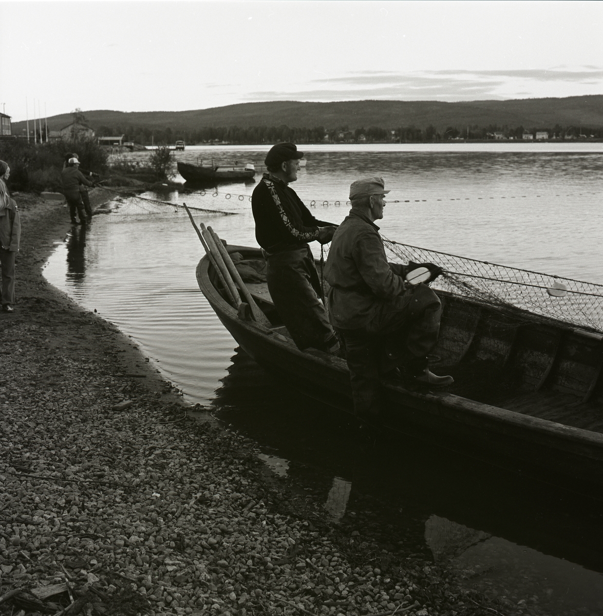 Ett antal män drar upp ett fiskenät på stranden, Ångermanland 1974.