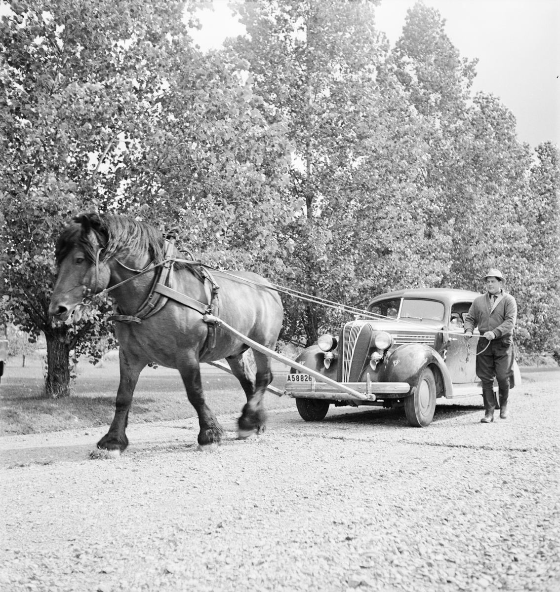 Hästprovningar, Ultuna, Uppsala 1952
