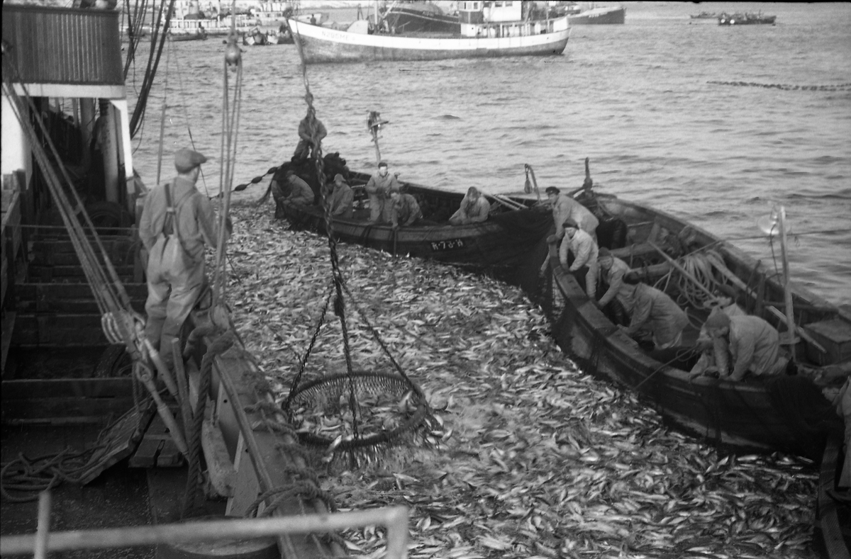 Serie på 18 avfotograferte bilder fra et fiskefelt, trolig tatt fra ei fiskeskøyte med navn Kidd. Bildeserien viser ulike faser i fangstprosessen.