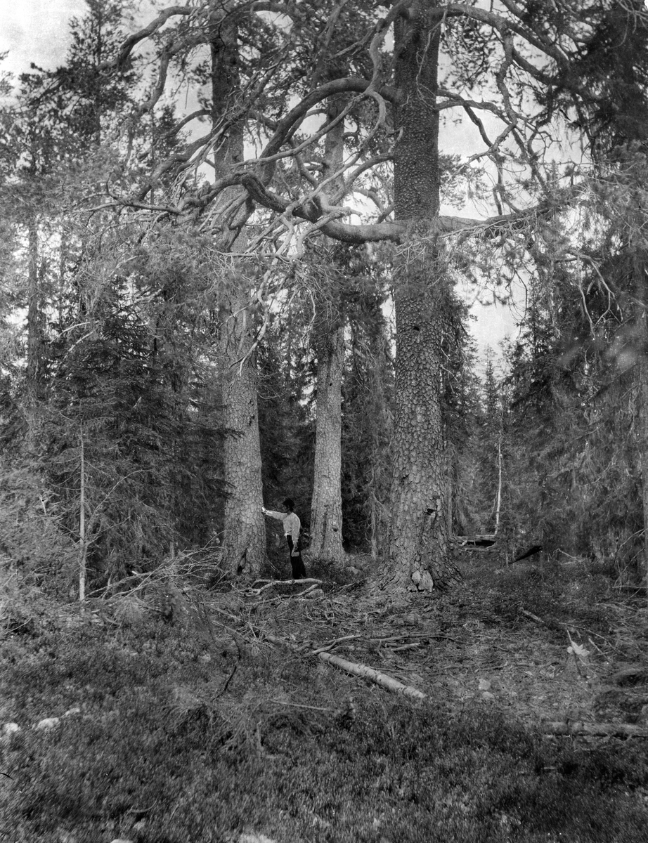"Sem, Kam og Jafet", tre gamle furutrær i Løvåsteigen i Trysil prestegardsskog.  Trærne vokser cirka 500 meter over havet og har en diameter i brysthøyde på 1 - 1, 5 meter.  En mann står ved ett av trærne, og hans kropp danner en målestokk for trærne.  Fotografen antar at furuene må være 450 år gamle. 
