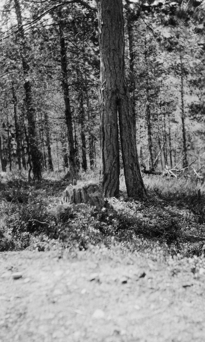 Sammenvokste furuer.  Fra skog med furubestand.  To av trærne later til å ha vokst mot hverandre slik at to stammer har blitt til en, cirka en meter over bakken. 